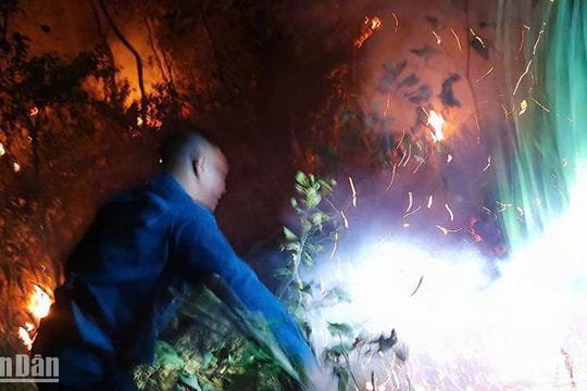 Dập tắt đám cháy rừng thông ở Lâm Đồng