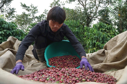 Đắk Nông chứng minh sản phẩm cà phê không gây mất rừng