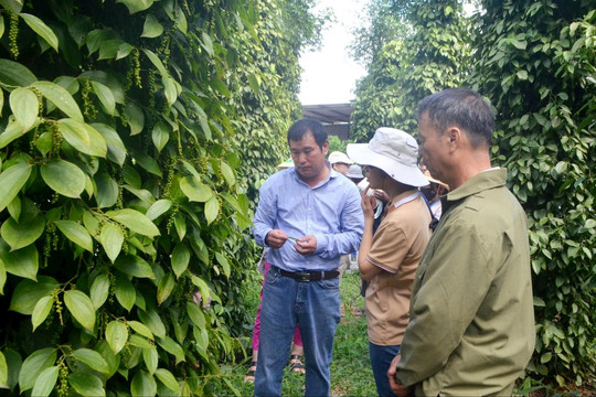 Hơn 1.000 hộ dân Đắk Nông liên kết sản xuất hồ tiêu