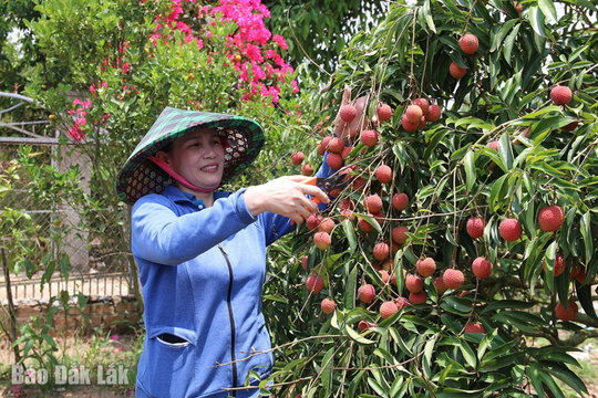 Đắk Lắk: Vải chín sớm, nông dân bội thu