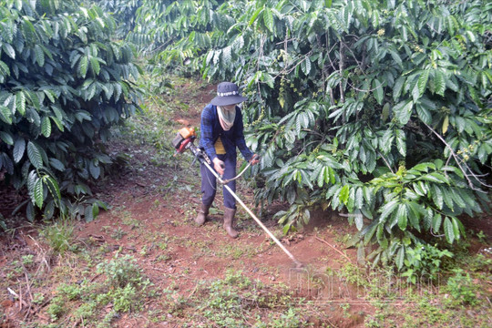 Đắk Nông khôi phục 5.000ha cây trồng sau hạn hán