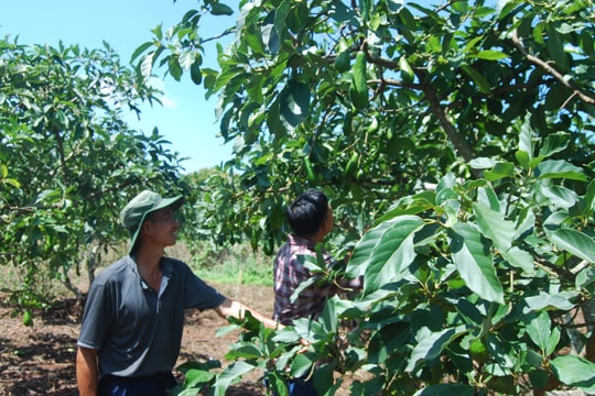 Kết nối biển, rừng với Net Zero (Bài 1)