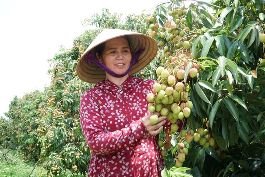 Nông dân Đắk Nông thu quả ngọt từ cây ăn quả