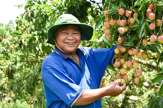 Lâm Đồng: Ngọt thơm mùa vải u hồng ở Đạ Rsal