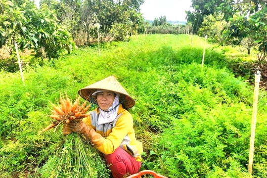 Kết nối biển, rừng với Net Zero (Bài 2)