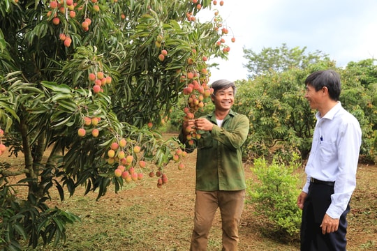 Đắk Nông dự báo thu nhập bình quân đầu người năm 2025 đạt 85 triệu đồng