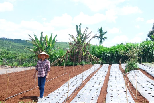 Kết nối biển, rừng với Net Zero (Bài cuối)