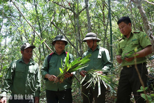 Đắk Lắk: Cho những cánh rừng thêm xanh