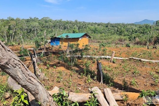 Tăng cường các biện pháp bảo vệ rừng, ngăn chặn tình trạng chống người thi hành công vụ