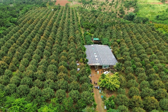 Đắk R’lấp hình thành vùng sản xuất nông nghiệp tập trung