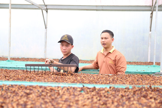 Chuyển đổi số để nâng cao chất lượng, mở rộng thị trường cà phê