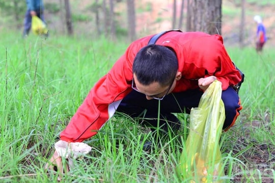 Trải nghiệm hái nấm dưới rừng thông Đà Lạt
