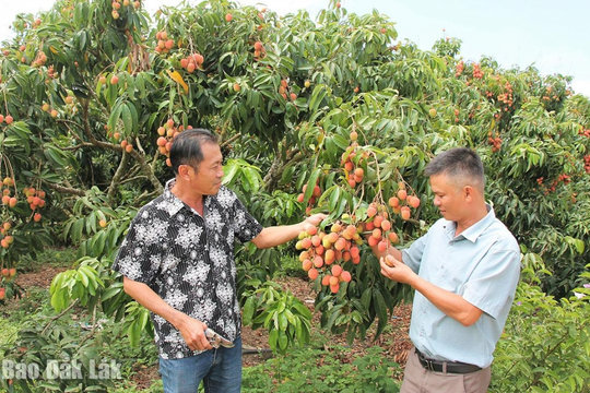 Đắk Lắk: Ea Kar phát huy vai trò kinh tế tập thể