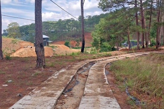 Đà Lạt: Xử lý trường hợp tự ý làm đường bê tông qua đất rừng