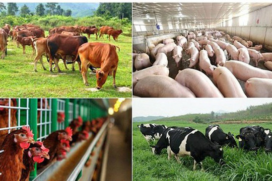 Điều kiện hỗ trợ khắc phục dịch bệnh động vật từ ngày 25/7/2025