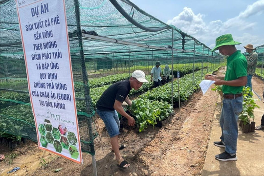 Ngành cà phê Đắk Nông tuân thủ quy định EUDR
