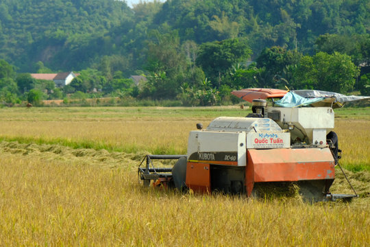 Xây dựng vùng lúa năng suất, chất lượng cao