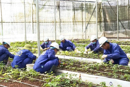 Kon Tum: Một doanh nghiệp bị kiến nghị đình chỉ mã số vùng trồng sau chưa đầy hai tuần