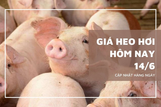 Giá heo hơi hôm nay 14/6: Miền Trung – Tây Nguyên và miền Nam giảm nhẹ, miền Bắc đi ngang