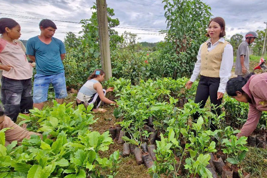 Bài dự thi Giải Báo chí về xây dựng Đảng: Những Bí thư Chi bộ hết lòng vì buôn làng