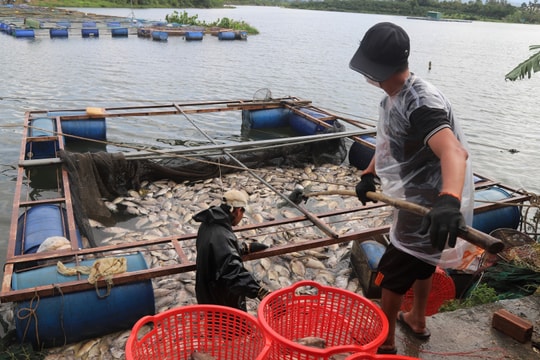 Bảo Lộc: Hàng chục tấn cá chết trắng hồ Mai Thành, một hộ nuôi cá lồng trắng tay