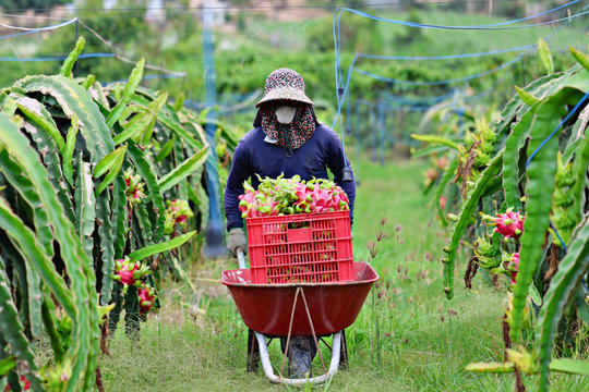 Cần đầu ra ổn định thanh long ruột đỏ tại Nam Hà
