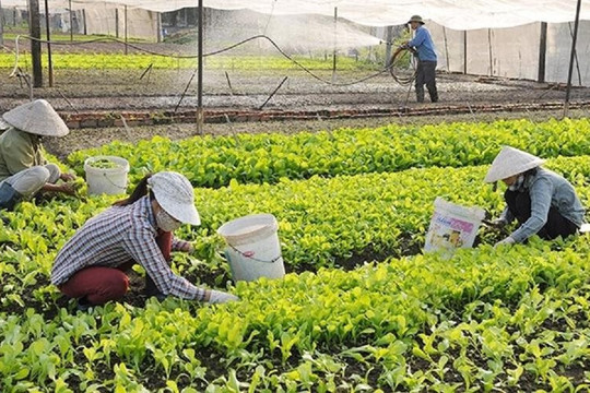 Căn cứ xác nhận cá nhân có thu nhập chính từ sản xuất nông nghiệp