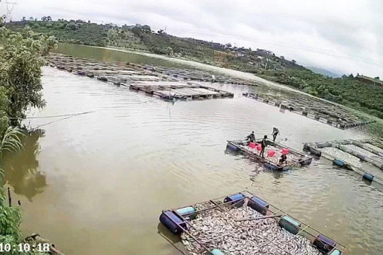 Lâm Đồng: Hơn 80 tấn cá rô phi của một nông dân chết bất thường