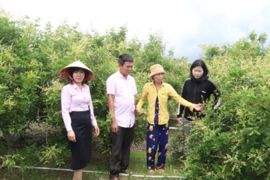 [Ảnh] Xanh mướt những vườn cây trái từ nguồn vốn tín dụng chính sách ở huyện biên giới Ea Súp
