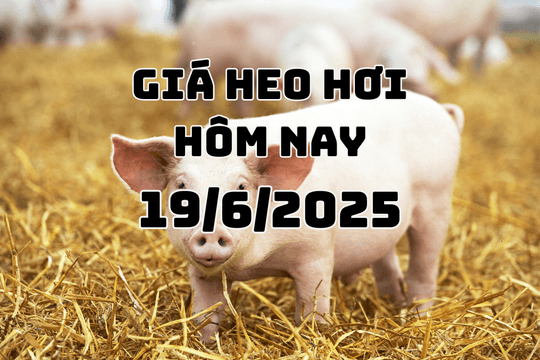 Giá heo hơi hôm nay 19/6/2025: Chững giá ở mức 68.000 - 73.000 đồng/kg