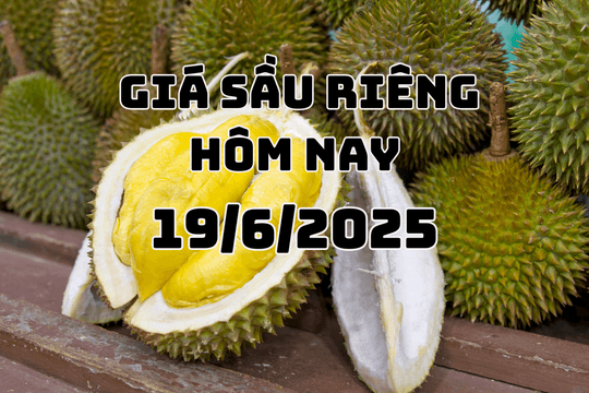 Giá sầu riêng hôm nay 19/6/2025: 3 miền "lặng sóng"