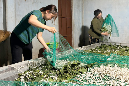 50 năm làng tằm Gia Lành