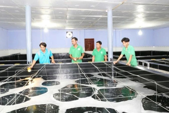 Phát triển trung tâm sản xuất tôm giống chất lượng cao