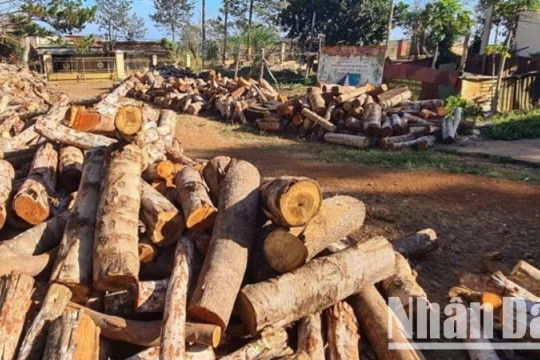 Đắk Nông: Trưng cầu giám định vụ khai thác rừng trái phép tại Tuy Đức