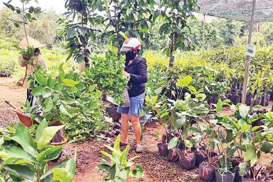 Đắk Nông cần nguồn cây giống chất lượng