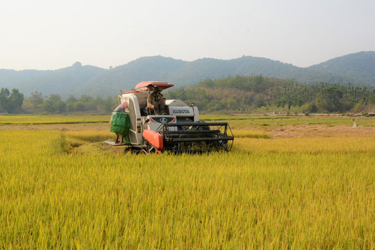 Vùng chuyên canh lúa làm thay đổi suy nghĩ “làm lúa là nghèo”