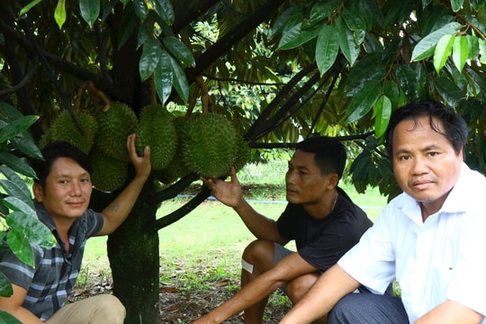 Ấm no dưới tán rừng Cát Tiên