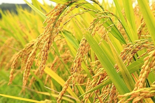 Ban hành giá thóc thu thuế sử dụng đất nông nghiệp tại TPHCM từ ngày 10/7/2025