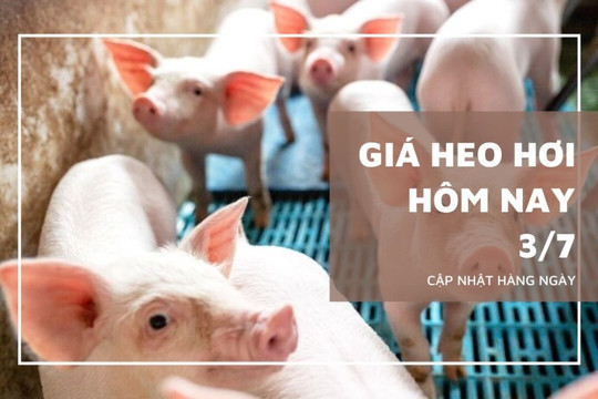 Giá heo hơi hôm nay 3/7: Giảm nhẹ 1.000 đồng/kg tại miền Trung - Tây Nguyên và miền Nam