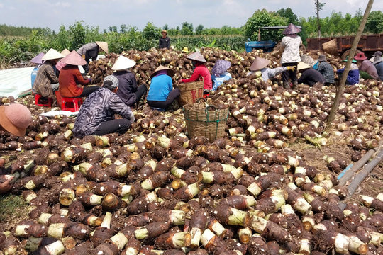 Đủ chuẩn, khoai môn vươn xa