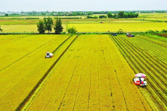 Nghị quyết 216/2025/QH15 kéo dài thời hạn miễn thuế sử dụng đất nông nghiệp