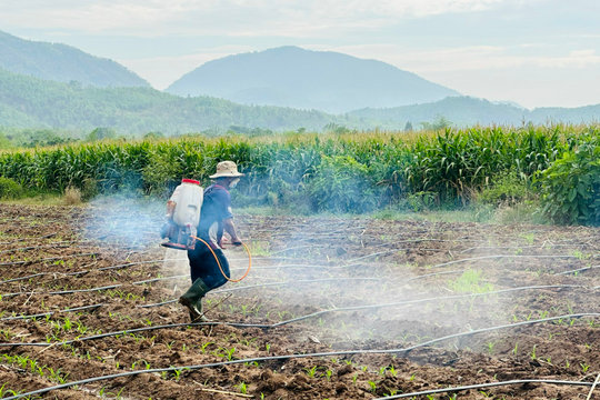 Tăng sinh kế nhờ đầu tư ứng trước cho đồng bào vùng cao