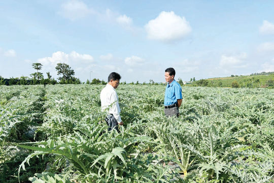 Trang trại atiso lấy lá