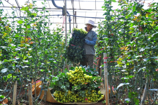 Thủ phủ hoa hồng dưới chân núi Lang Biang
