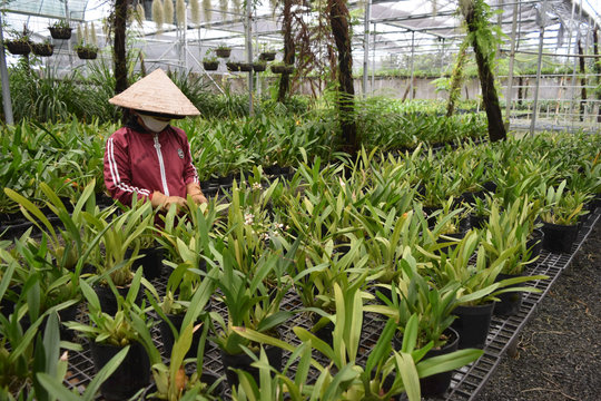 Thành công từ trồng lan vũ nữ