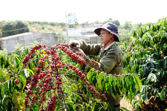 Hướng đến sản xuất cà phê bền vững