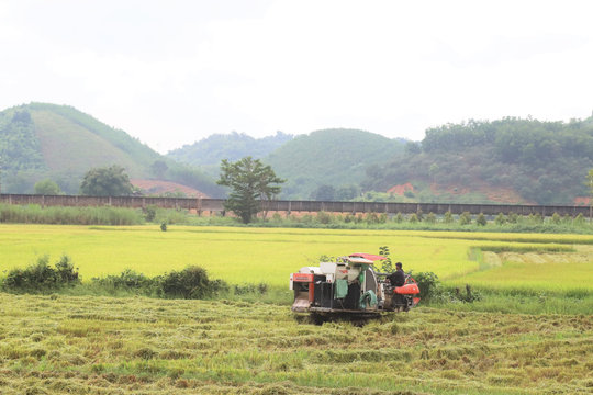 Lúa gạo Cát Tiên vụ Hè thu trúng mùa, được giá