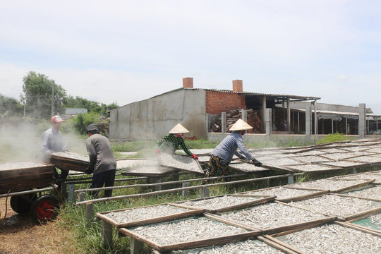 Nghề hấp cá cơm bị nhiều điều tiếng