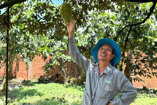 Liên kết trồng sầu riêng xuất khẩu