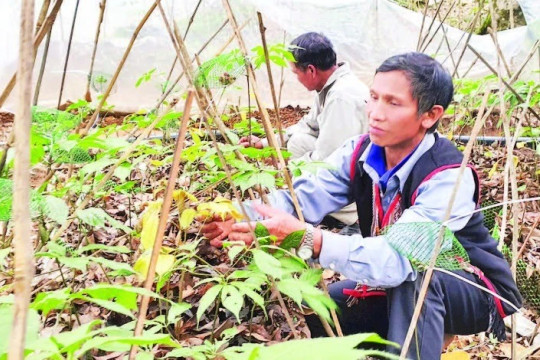 Ứng dụng công nghệ bảo tồn, nhân giống sâm Ngọc Linh